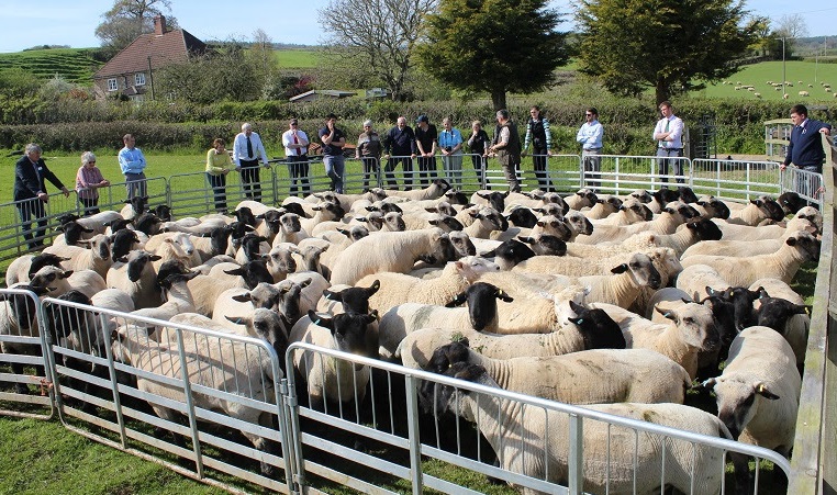 'There is a lot going on currently that sheep breed societies need to be aware of', the NSA warns