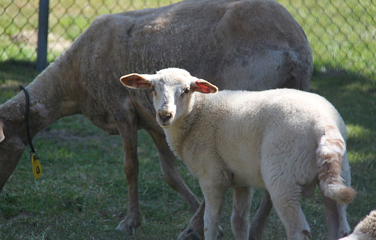 "It is important to acknowledge the long and arduous work behind the opening of these new export markets", the NSA says