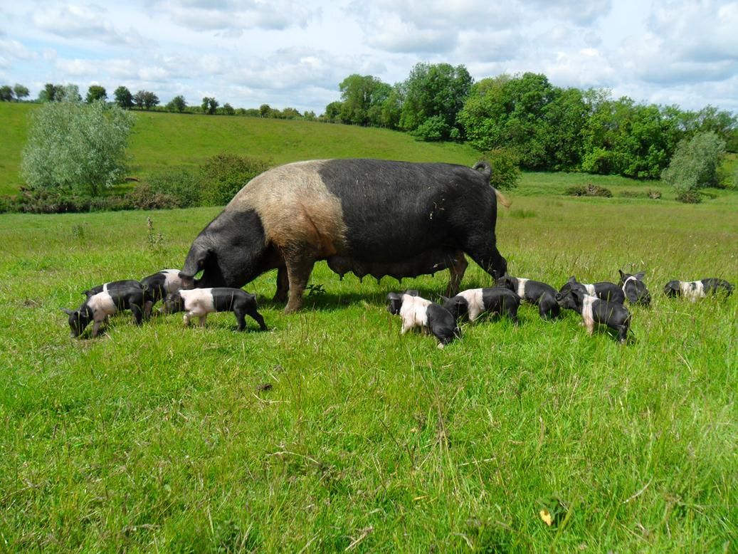 The answer lies in boosting and protecting the animals’ natural bacteria and health, removing the necessity for routine antibiotic use