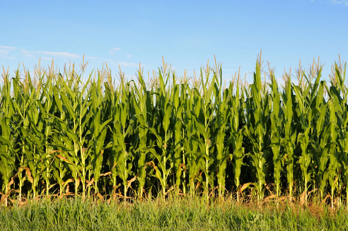 3,649 plant species are used for animal feed (Picture: Corn field)