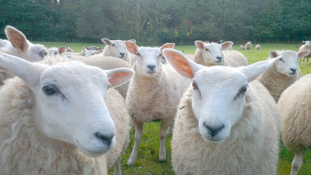 Three men are being held by police on suspicion of sheep rustling after they were spotted hauling three sheep in the back of a car