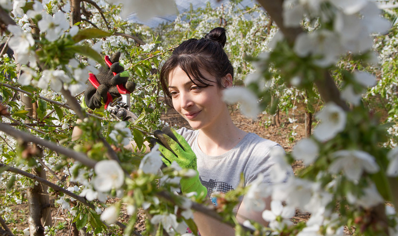 Scottish cherries are taking off thanks to new types of orchards, new varieties, and the climate