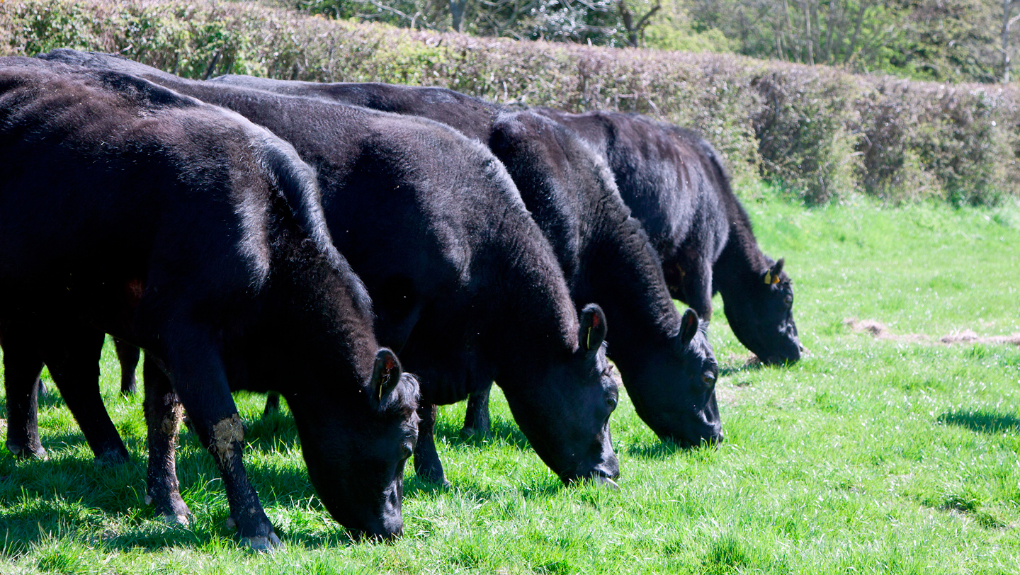 Producers will be eligible for funding equivalent to £32 per calf for three years