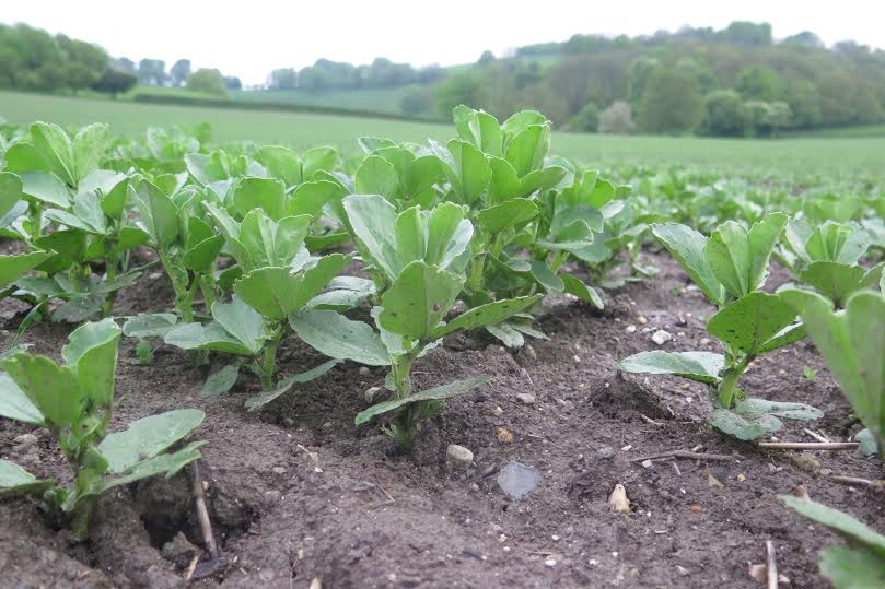 Last weekend’s hot weather has already initiated the migration of bruchid beetle, overwintered in margins and rough grasses, into bean crops