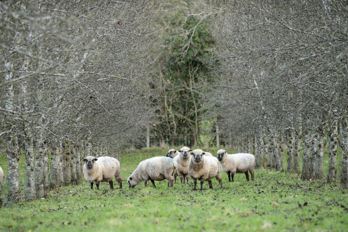 Ewe may be surprised: Spurning convention, farmer grazes Shropshire sheep in orchards without damage to trees