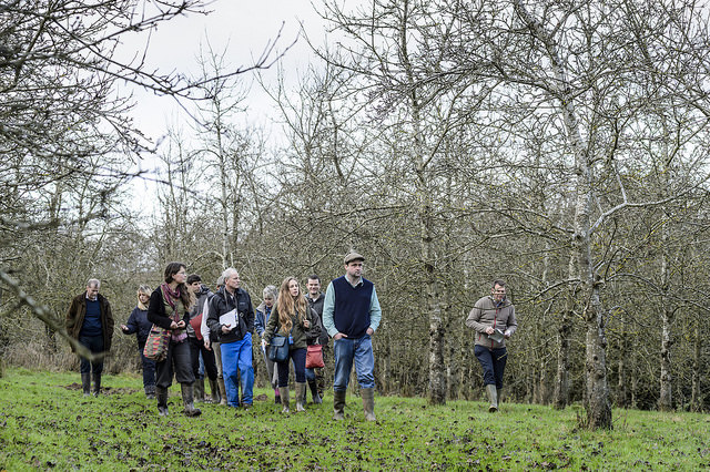 Sheep Field Lab - Orchard Broome Farm