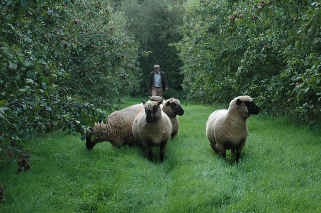 Sheep grazing in the orchard