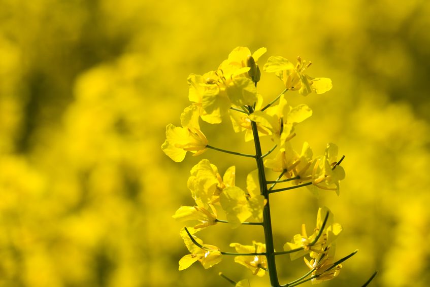 Neonicotinoid, used to coat oilseed rape seeds to protect them from insects in their early stages