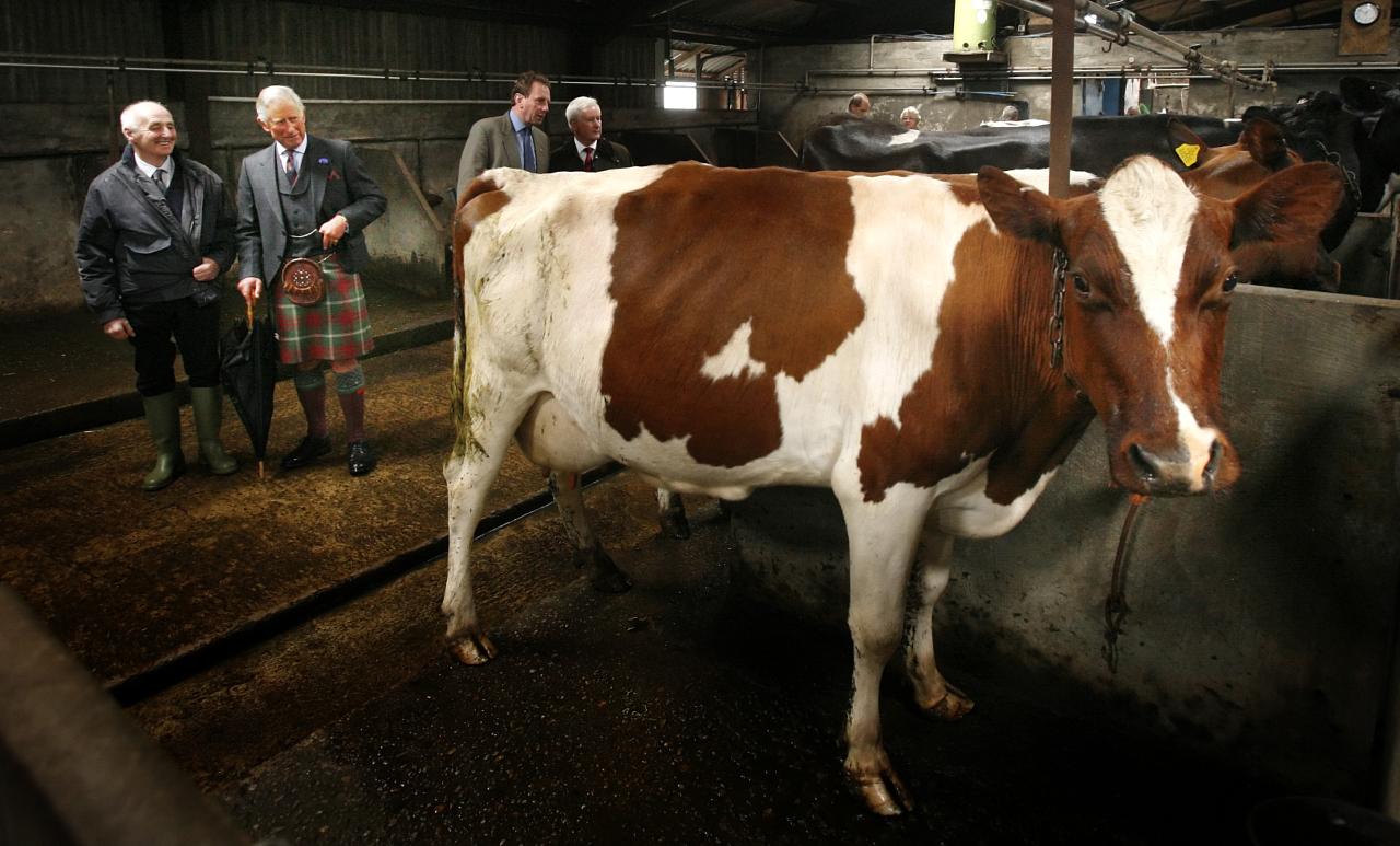 Charles practices 'homeopathic methods' on his cattle and sheep