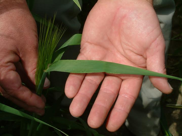 Hybrid barley can have flag leaves up to three times bigger than a conventional winter barley, says Syngenta’s James Marshall-Roberts