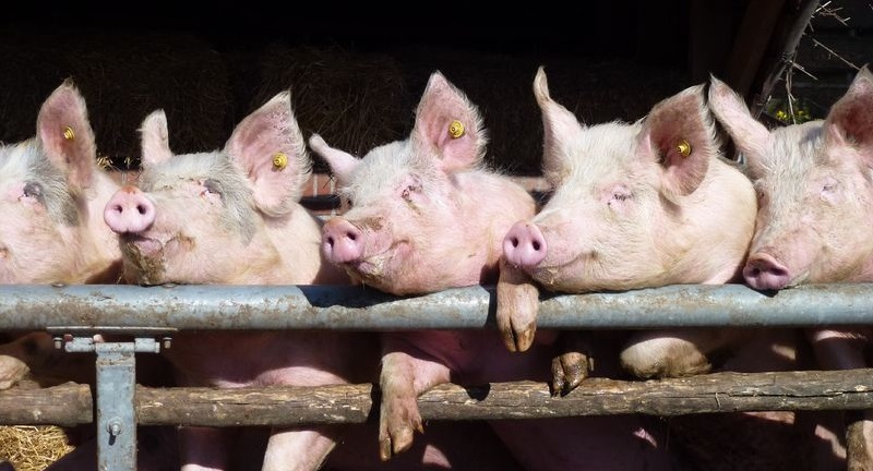 Movement of animals between pig farms presents a high risk of infection from diseases such as Porcine Epidemic Diarrhoea Virus