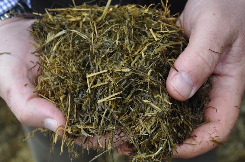 With the drive to maximise the use of home-grown forage on many livestock farms as one of the cheapest feeds available, it’s important to maximise silage consistency, says Philip Jones