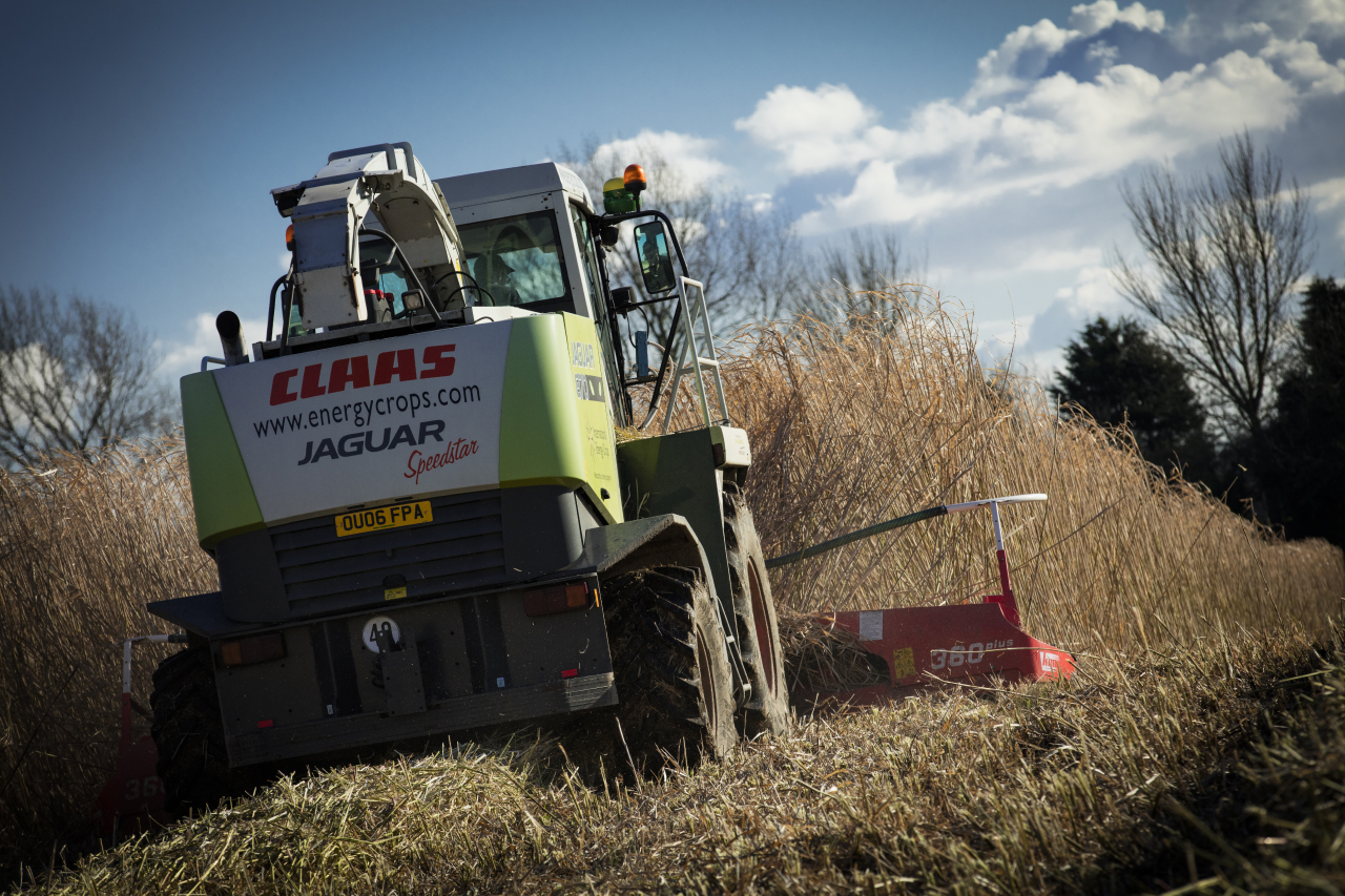 Miscanthus harvest