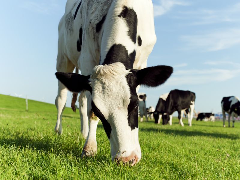 Visitors got the chance to see Montbeliarde cows close up to learn more about dairy farming