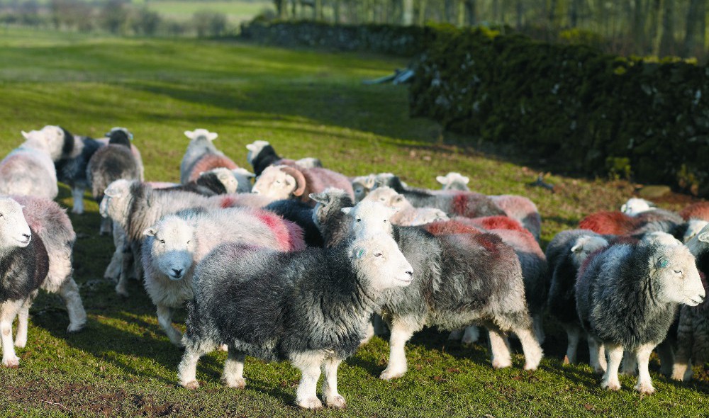 Wool prices are under pressure this year