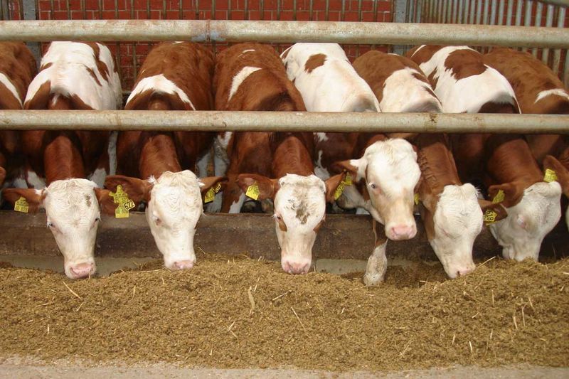 New project to improve evidence base of modern beef finishing systems