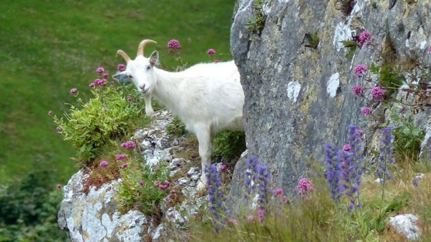 Parc Farm covers 145 acres near the Summit of the Great Orme, includes grazing rights over an additional 720 acres of the Headland and a farmhouse