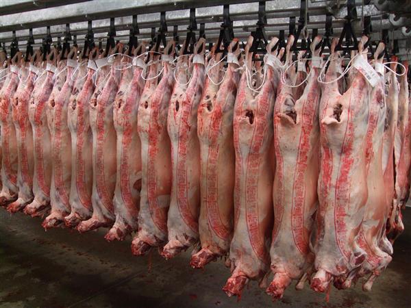 Farmer-control retained at sheep processor Farmers First