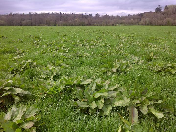 Badly infested grass field