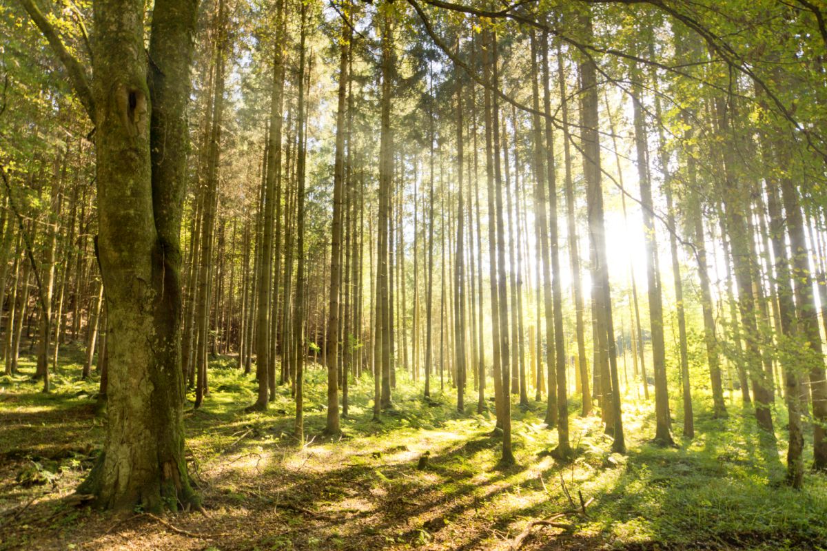 11 million trees represents a new forest the size of the City of Preston