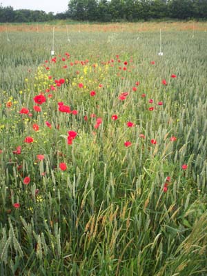 Untreated plot
