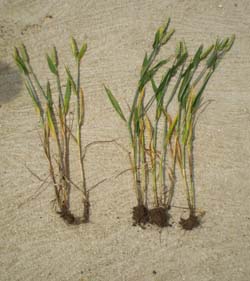 Untreated vs Plocher-treated with soil around roots
