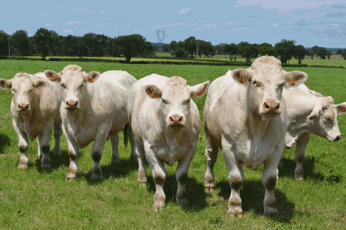 The UFU has been told by major retailers that beef sales have increased in recent weeks