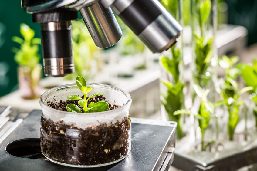 Academic laboratory exploring new methods of plant breeding