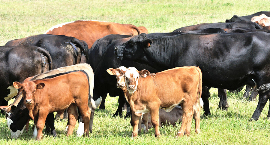 'It is important that we remain cognisant of the interplay between humans and animals'