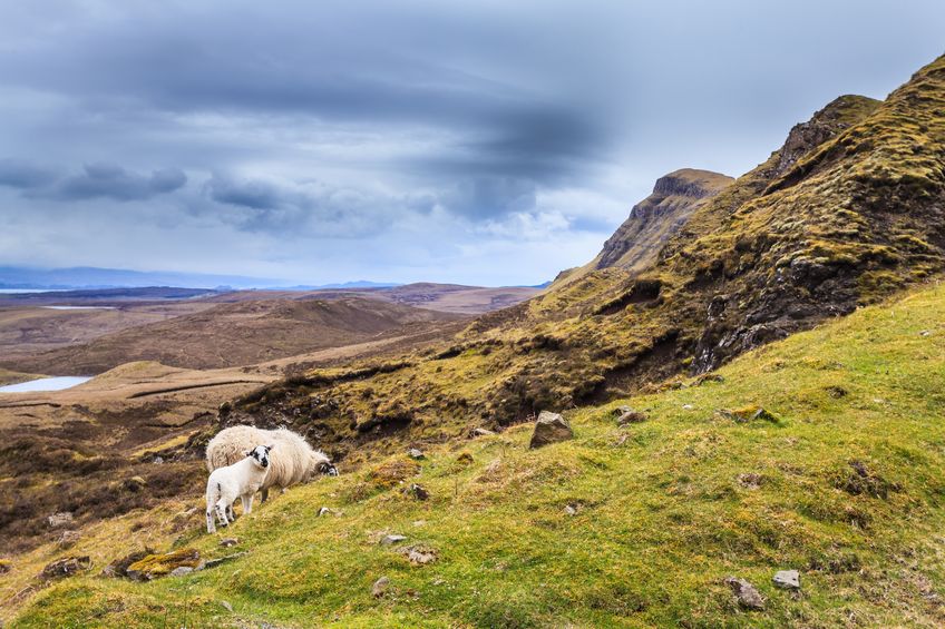 One of the points include creating a sustainable uplands policy focusing on support for ruminant livestock