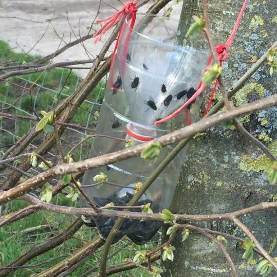 DIY fly trap in Dorset