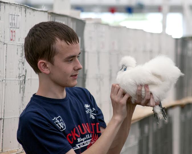 The Poultry Club of Great Britain regulates and administers the structure and status system of Poultry and Egg shows throughout the UK