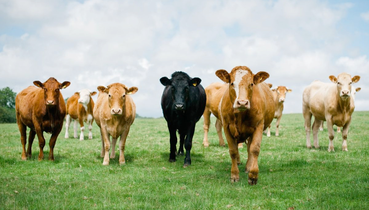 "There is a real income crisis on farms which has been heightened by the negative price pressures across all sectors in 2016"