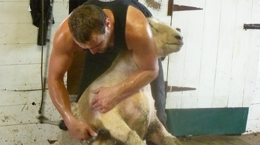 Matt Smith, sheep shearing
