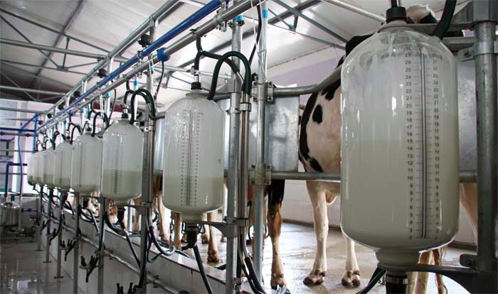 'Cows never go outside': Intensive dairy farm report 'false' says NFU ...