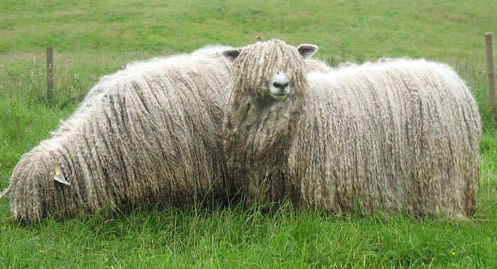 Lincoln Longwool Sheep