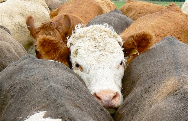 Factories are having to pay more to get cattle and they are prepared to do deals which include payment for transport and other bonuses.