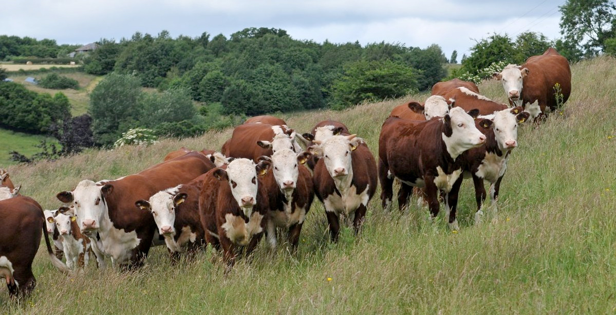 The review proposes a concerted international approach to reducing unnecessary use of anti-microbials in both human and farm medicine.