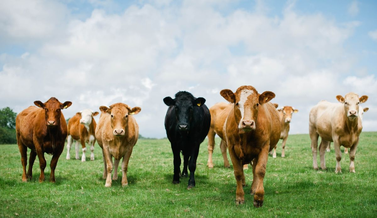 The report said that a post-Brexit deal between the EU and World Trade Organisation would be "hugely damaging" to farmers in NI. 