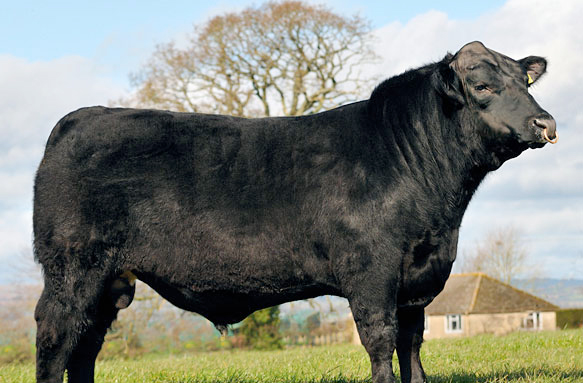 The farm’s breeding policy is successfully producing calves which gain weight rapidly.