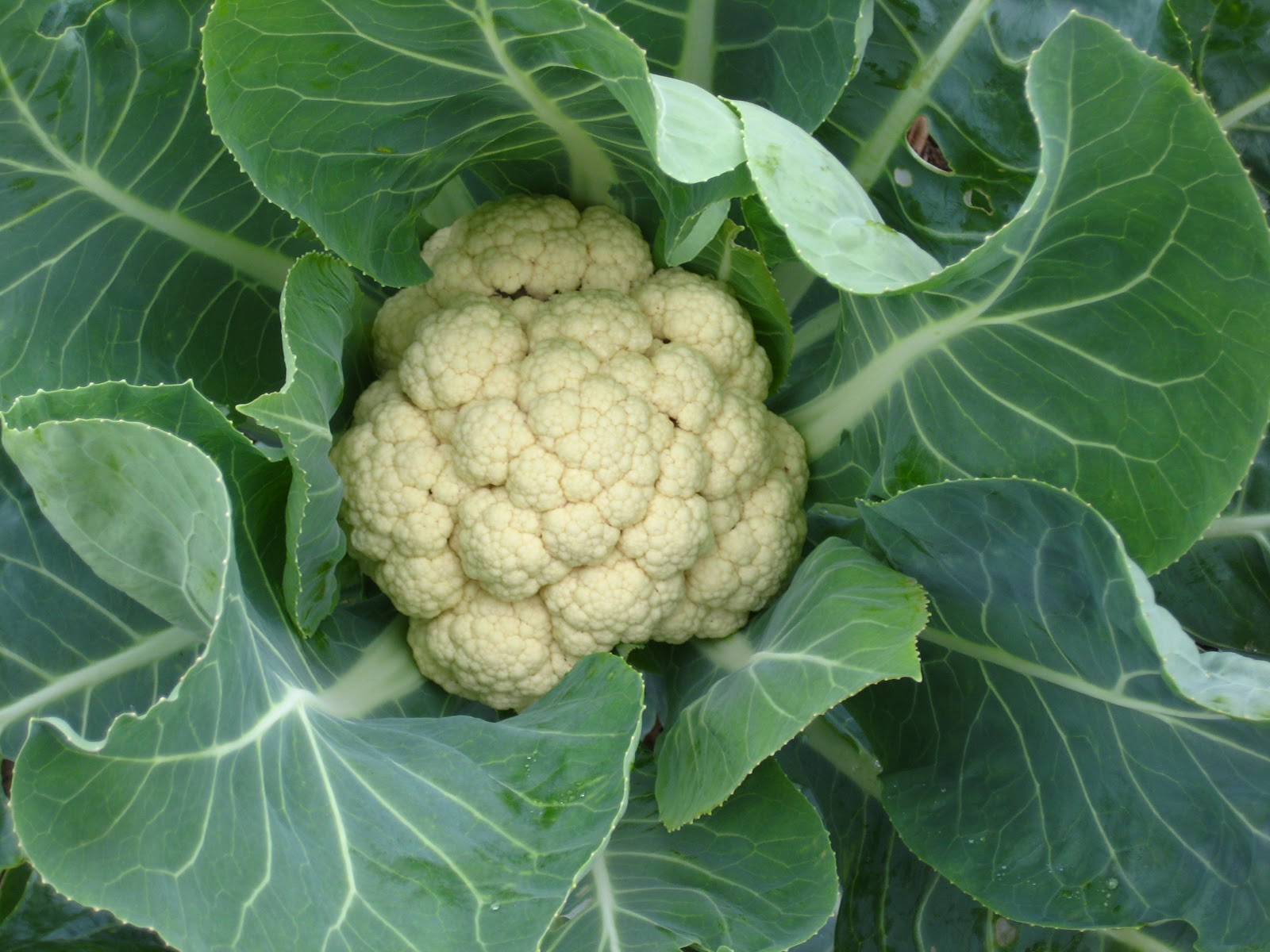 Variation in vernalization gene could help farmers breed more climate resilient brassicas