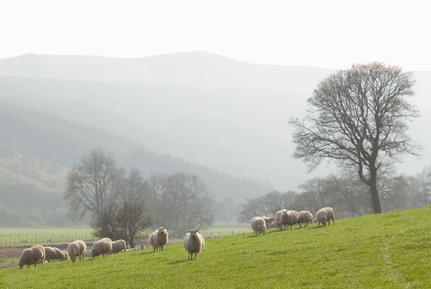 The aim of quarantine treatments is to stop resistant worms coming on to a farm with new or returning sheep