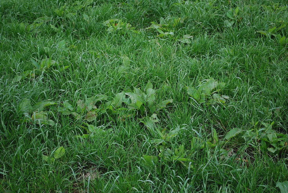 Weedkillers are most effective on actively growing weeds at the susceptible growth stage