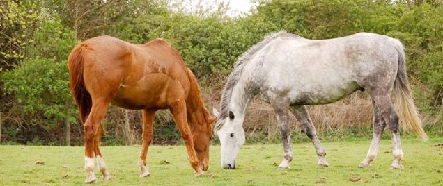 British Horse Society has suggested the grants could be used to open up more routes for riders