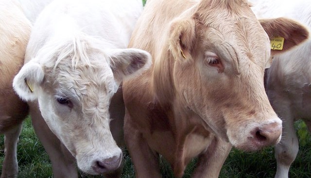 'We recommend farmers speak to their local vet about the benefits of vaccination', the veterinary groups said