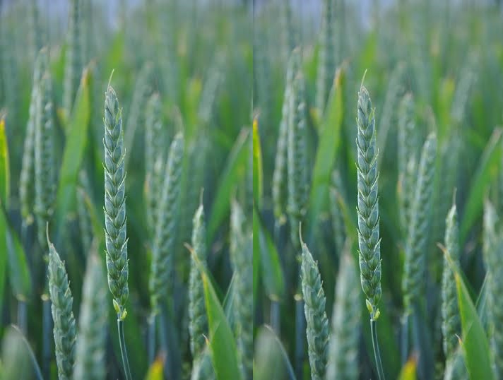 New winter feed wheat variety, Graham, offers a user-friendly combination of high yields, excellent disease resistance – including a 7 rating against Septoria tritici – and early maturity, says Syngenta technical crop expert, Kathryn Hearn