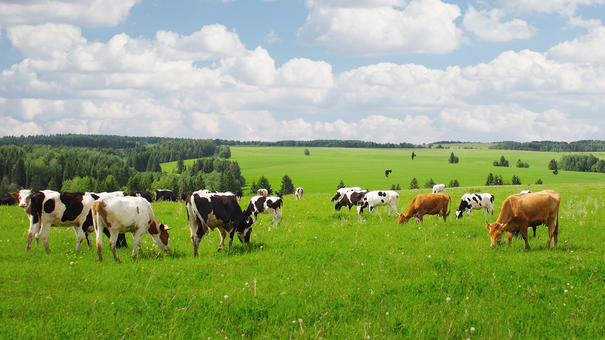 A major aim of the University of Bristol project is to test whether AMR bacteria from cattle causes drug resistant infections in humans