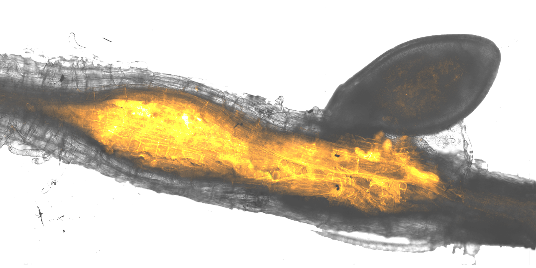 Nematode, causing local swelling of root tissue into a specialised feeding site (stained yellow)