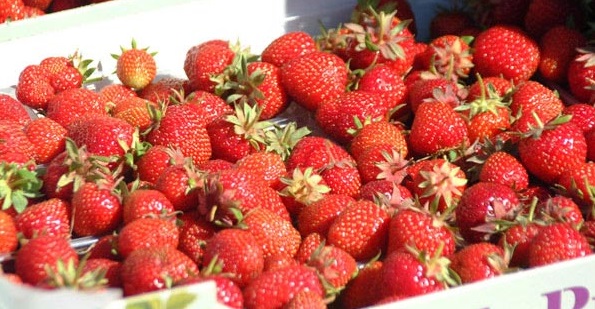 Fruit and vegetable growers are facing a crisis situation