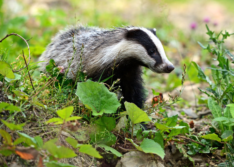 Farmers Union of Wales highlights need for Government action on TB in wildlife